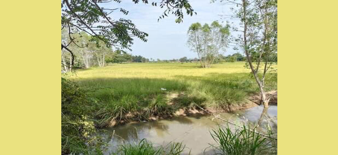 ขาย ที่ดิน เหมาะสร้างบ้าน อำเภอหนองบุญมา ทำสวนเกษตร ทำโคกหนองนา
